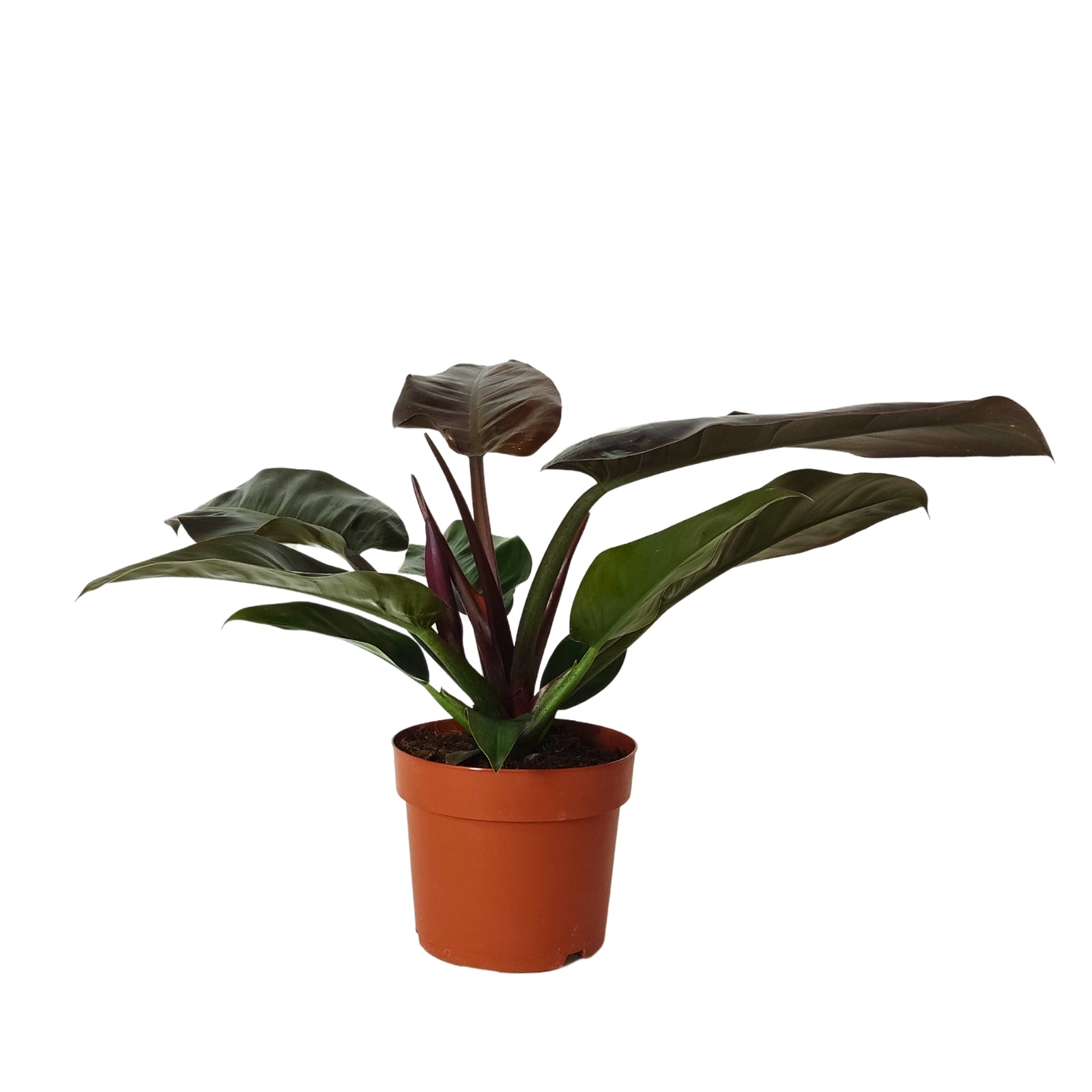planta de interior philodendron imperial red com folhagem alongada vistosa e brilhante em tons de vermelho e verde escuros em vaso de plástico
